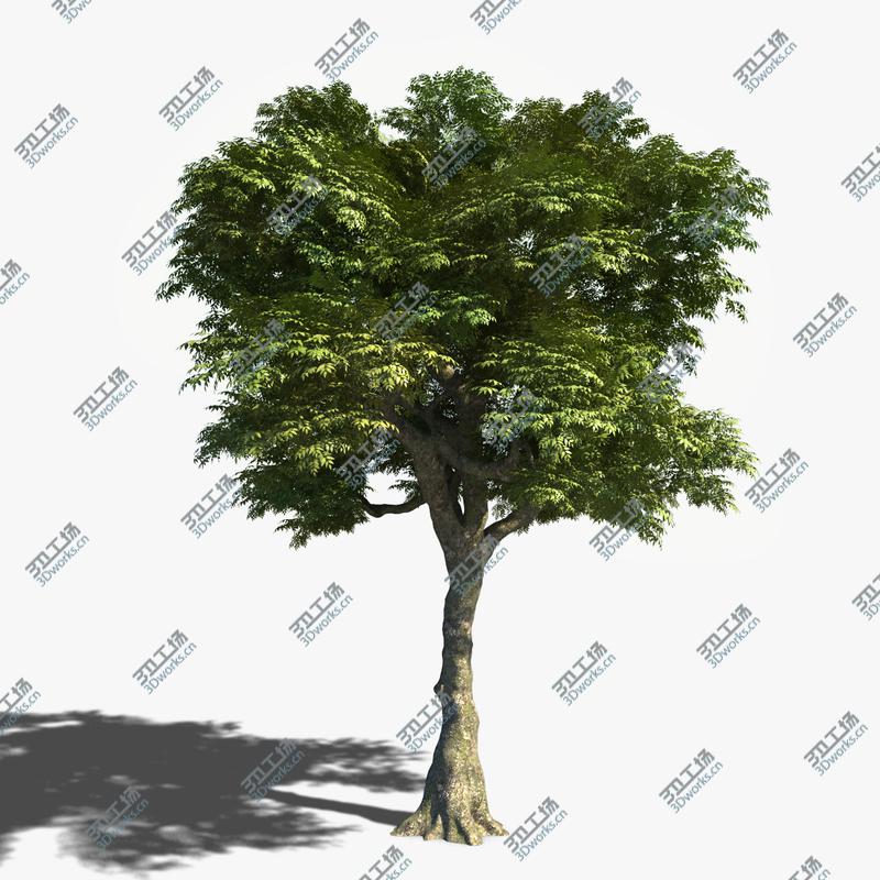 images/goods_img/20210313/Ash Tree/5.jpg
